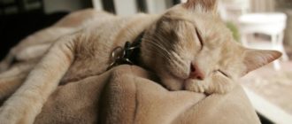 Успокоительное для кошек