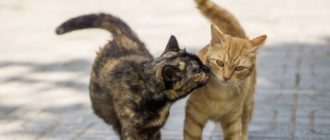 Таблетки для кошек от гуляния