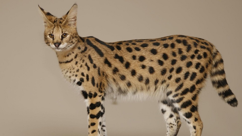 Kočka Savannah je úžasný mazlíček, který vypadá jako skutečný predátor.